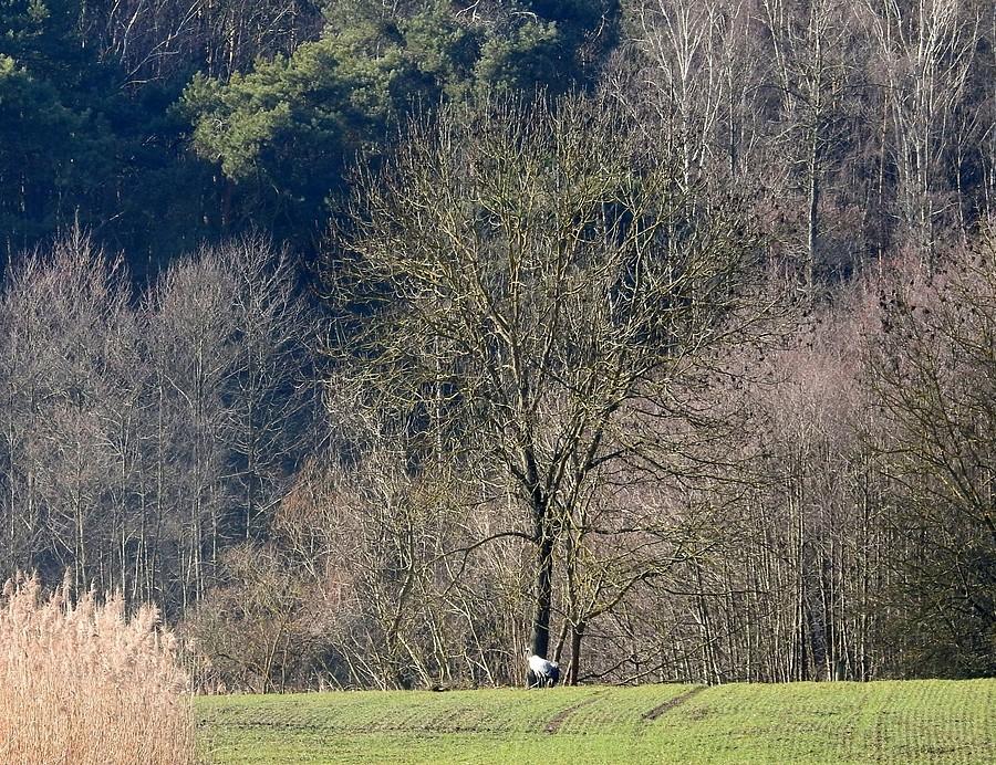 Dawid i Goliat, czyli żuraw i drzewo