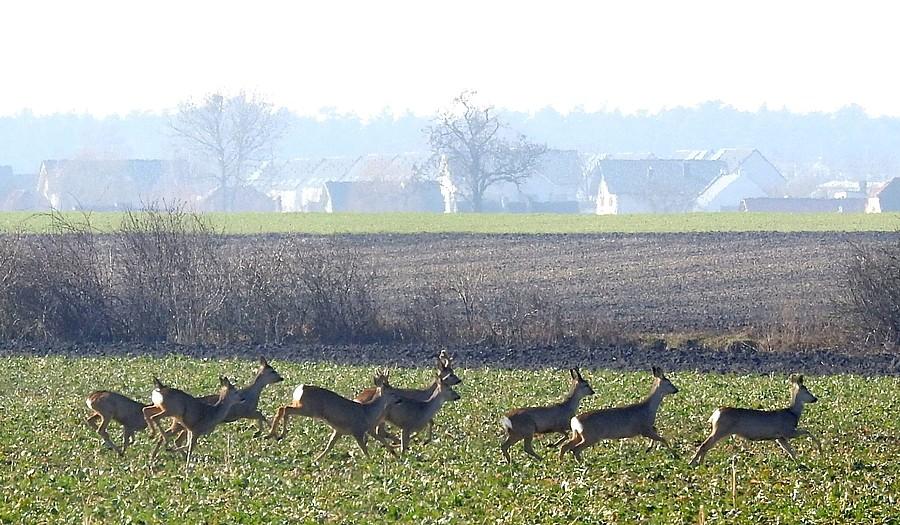 Sarenki w pędzie