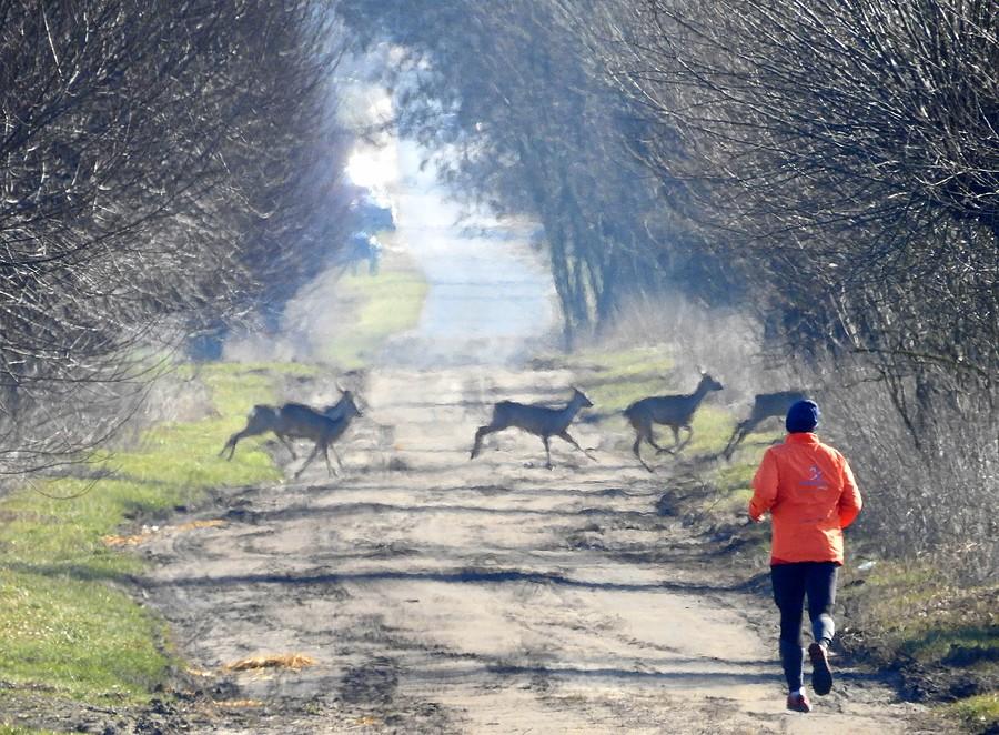 Biegacz i sarenki - bezkolizyjne spotkanie