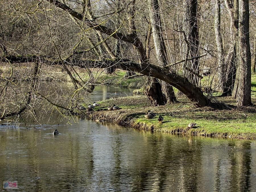 Kaczki nad Jeziorką