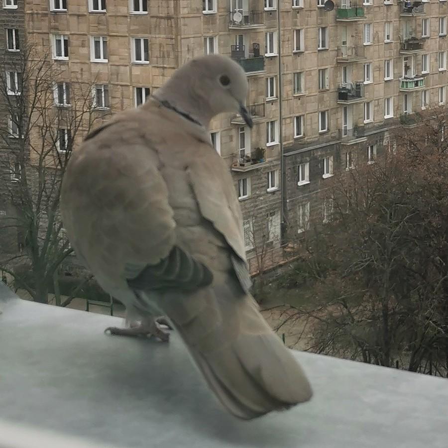 Jakiś ptak na parapecie