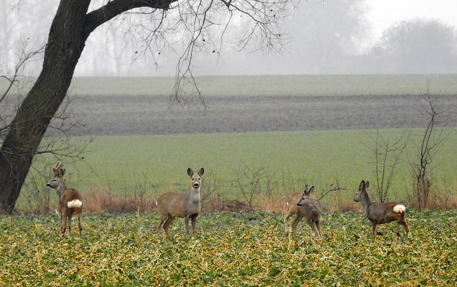 Zbliżenie na sarenki pod drzewem