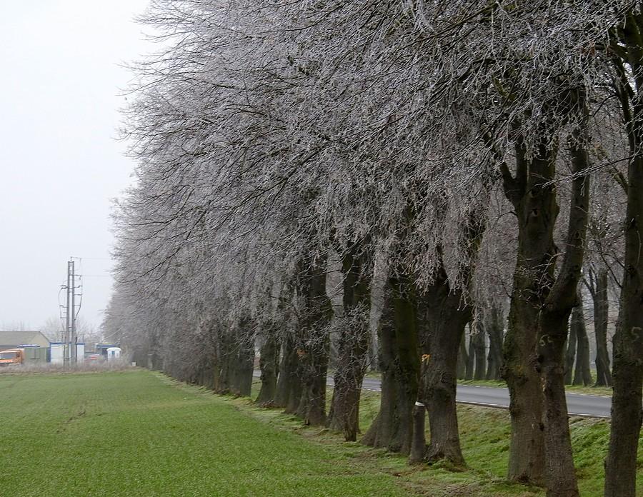 Szadź na początku marca