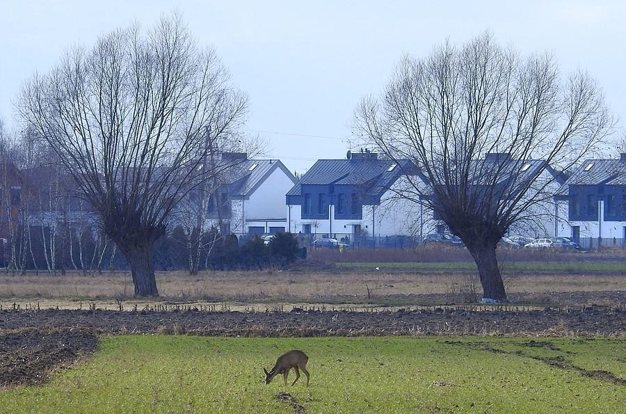 Scenka wiejsko-sarenkowa