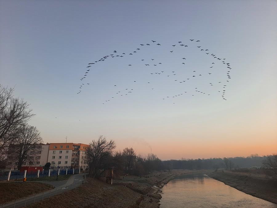 Stado nr 3 atakuje.