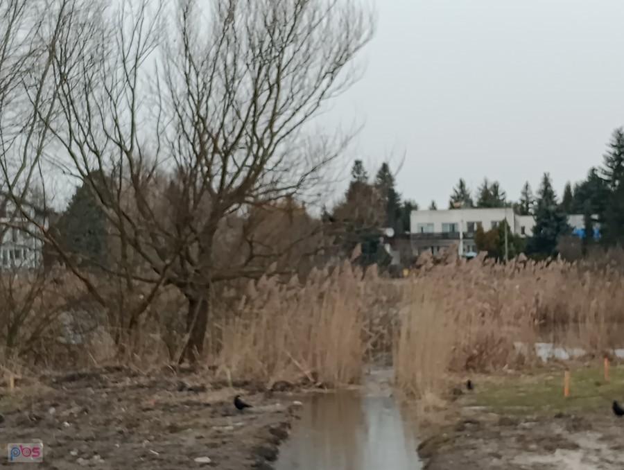 Zarośla zakryły lustro wody