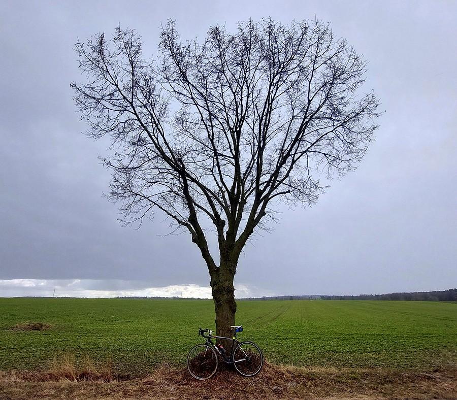 Rowerówka pod drzewem