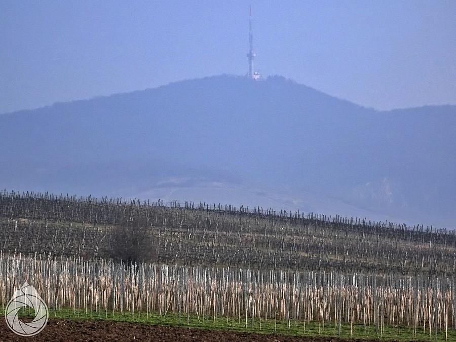 Tokaji-hegy zza winnic