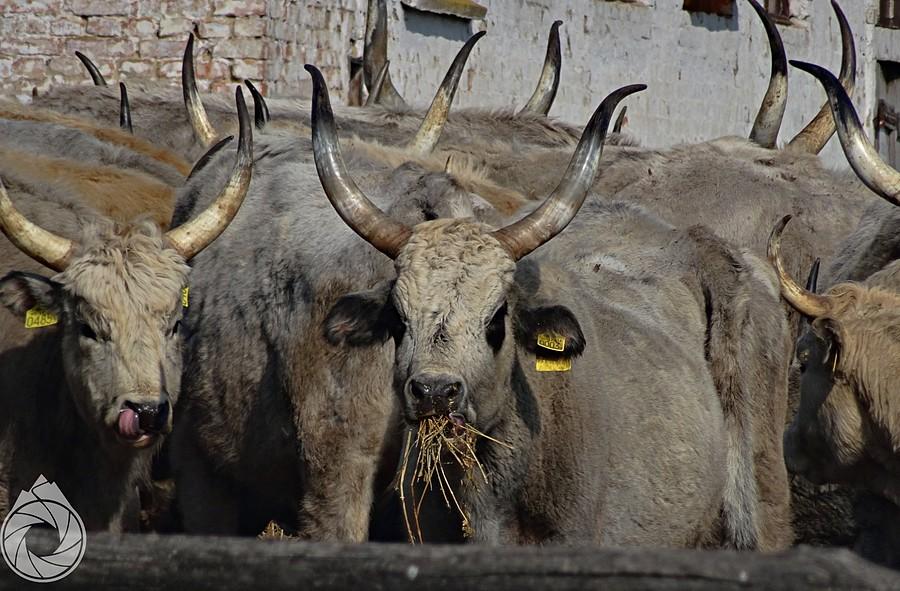 farma bydła szarego węgierskiego za Rakaczą