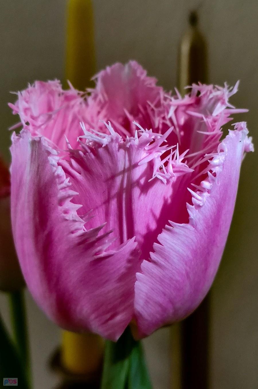 Postrzępiony tulipan