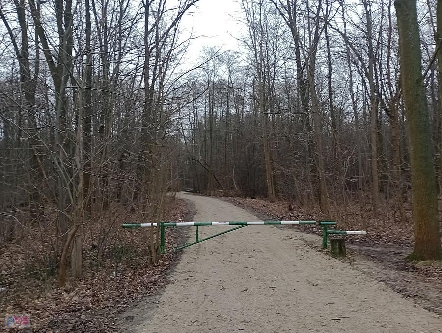 Otwarta droga przez las. Dawno mnie tu nie było