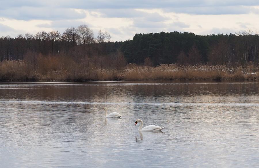 Łabędzie na jednym ze stawów