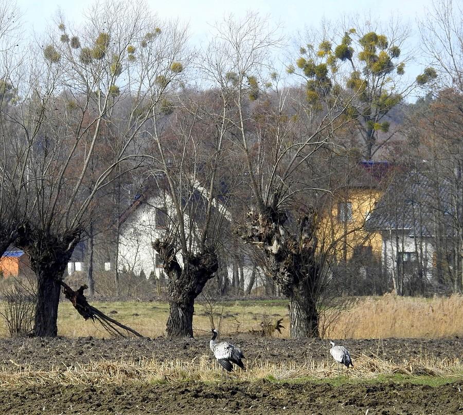 Żurawie pod wierzbami