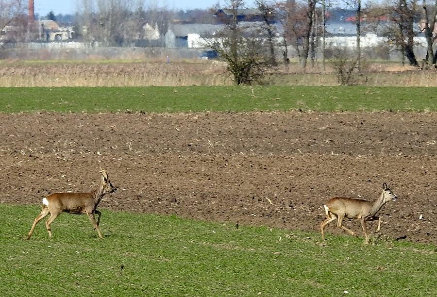 Koziołek i sarenka w biegu