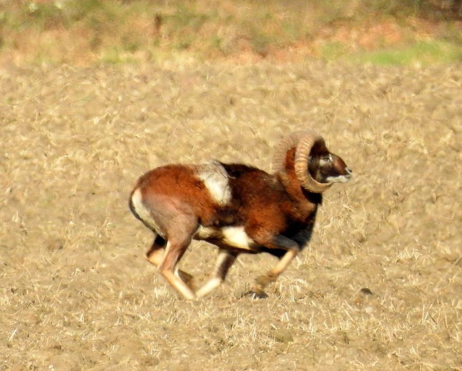 Pan muflon pędzi