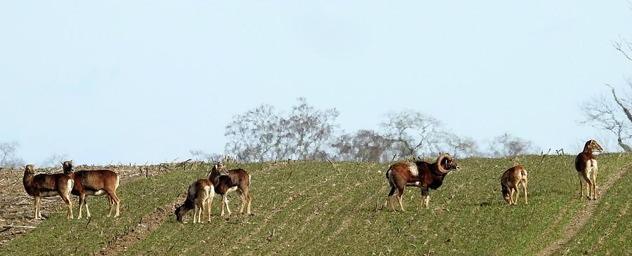 Całe stado muflonów na wzgórzu