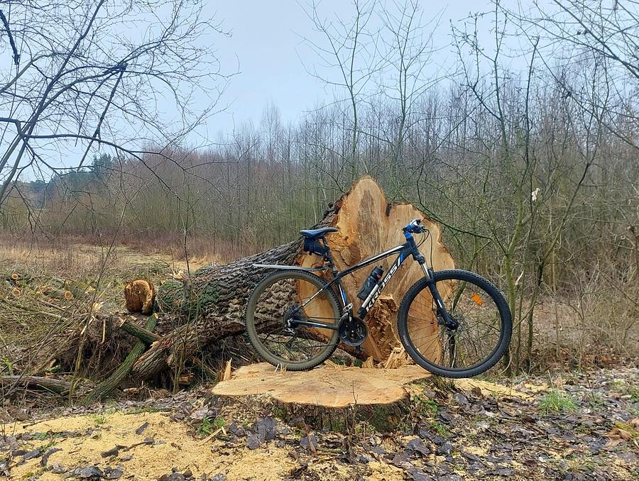 Wycinka wciąż masakruje