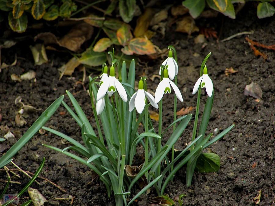Przebiśniegi