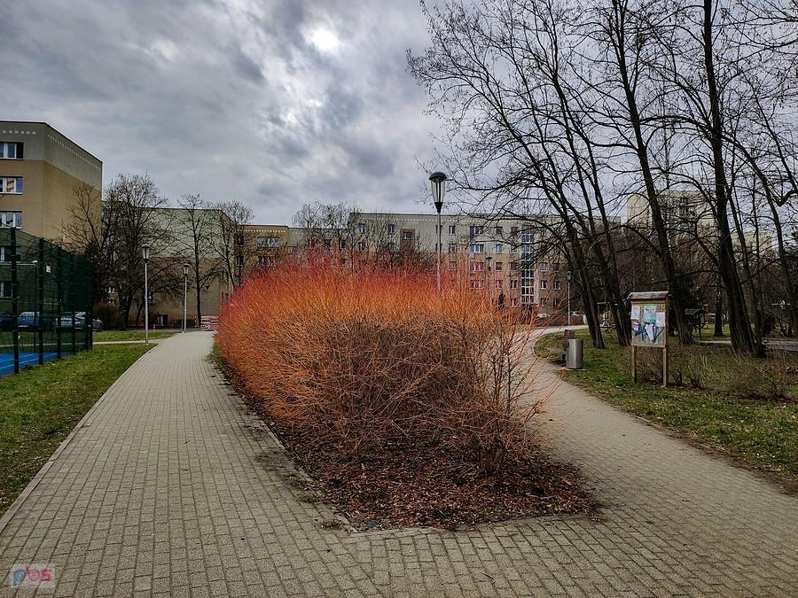 Czerwone krzewy derenia