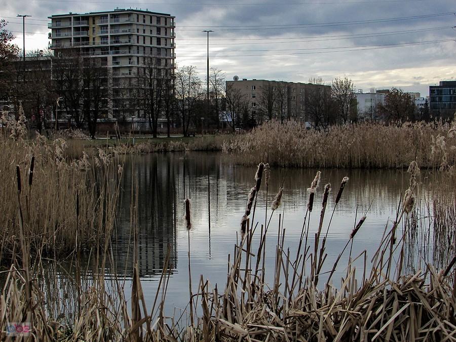 Staw Służewiecki - widok w kierunku ul. Rzymowskiego