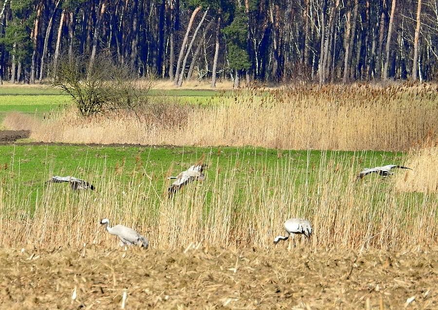Dołączanie do stada