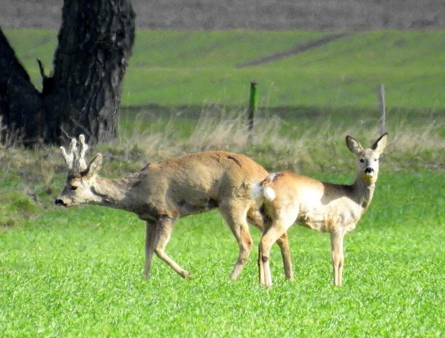 Koziołek mija się z sarenką