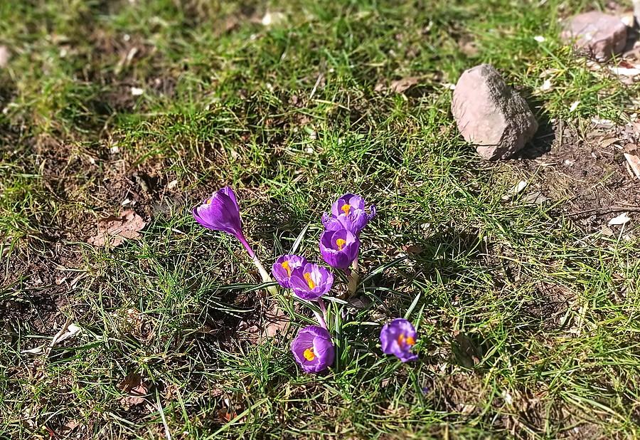 Kepka krokusów 16 marca 23 r.