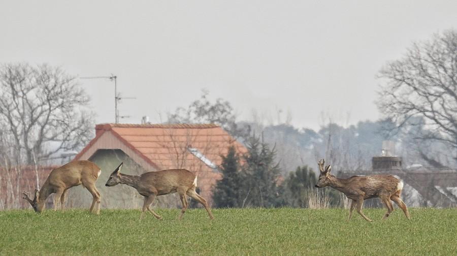 Sarenki z poznańskiego Sypniewa