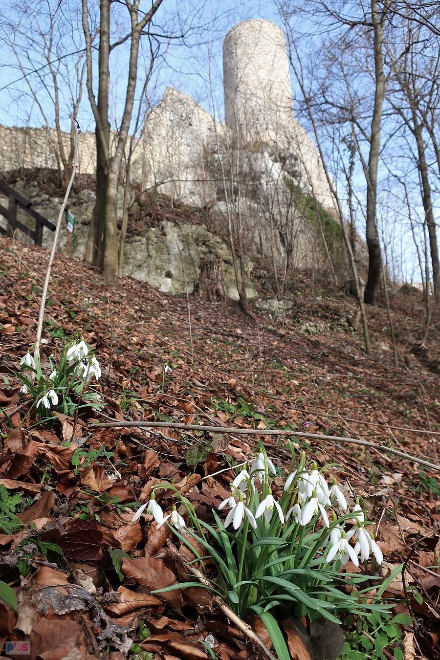 Przebiśniegi w Smoleniu
