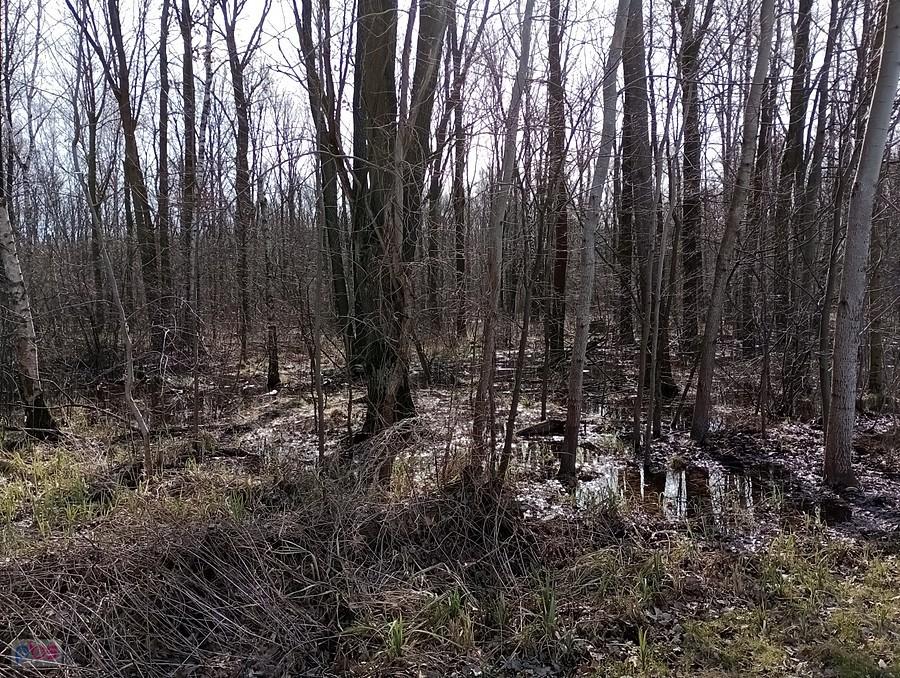 Łosiowe błota