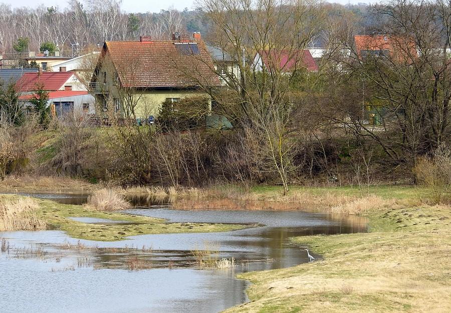 Łacha z ukrytą czaplą