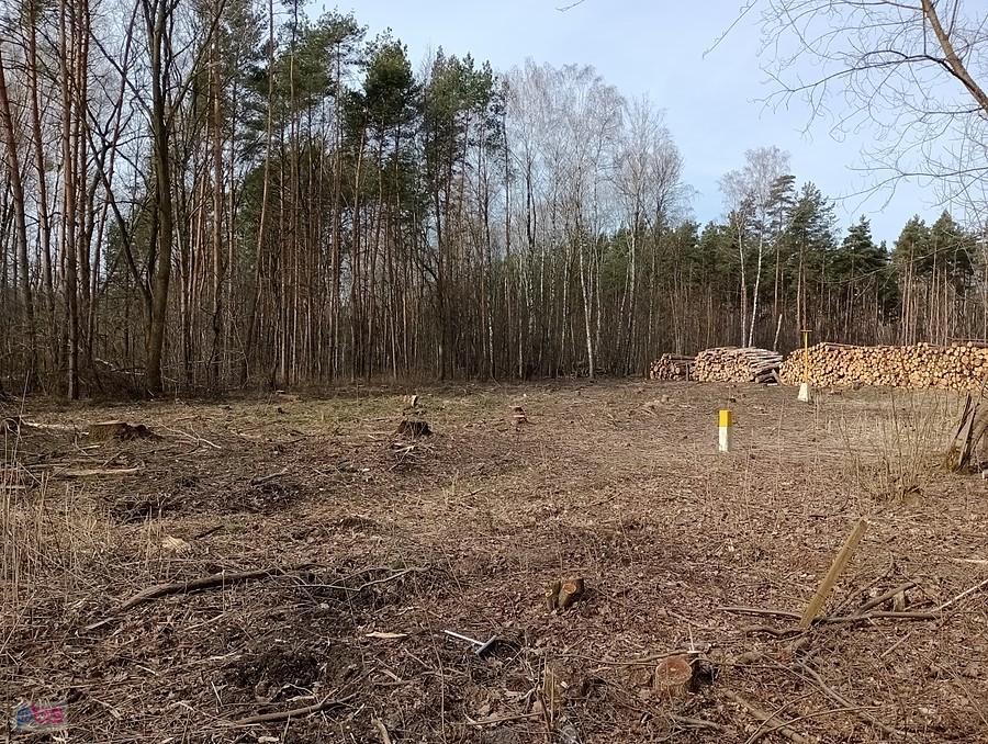 Wycięli kawał lasu wzdłuż toru