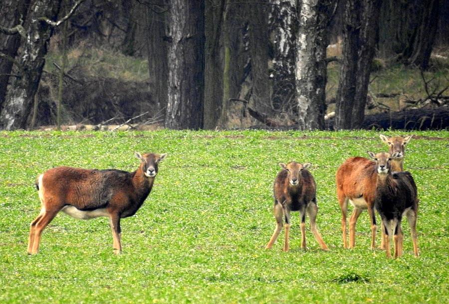 Środkowa samica muflona wygrywa :)