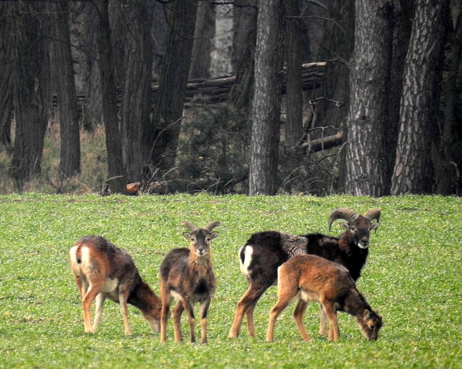 Muflon, samica i młodziaki