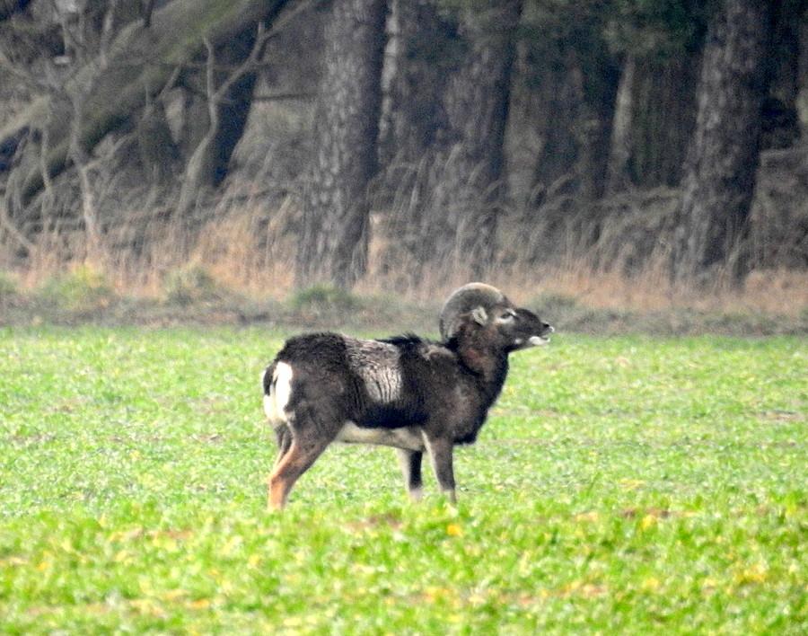 Ryczący muflon