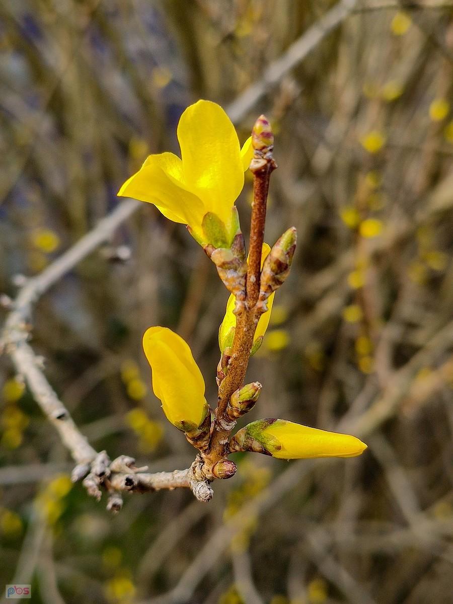 Pierwszy kwiatek forsycji