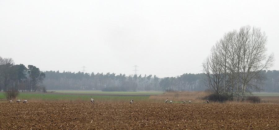 Stadko żurawi w mżawce