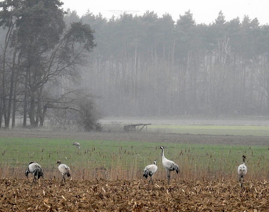 Cudowny widok - żurawie i obalona ambona myśliwska