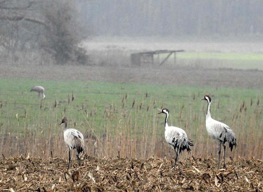 Rodzinka obserwuje upadłą ambonę