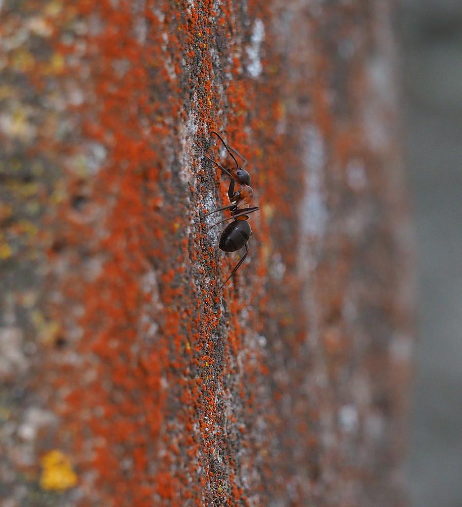 Wspinaczka