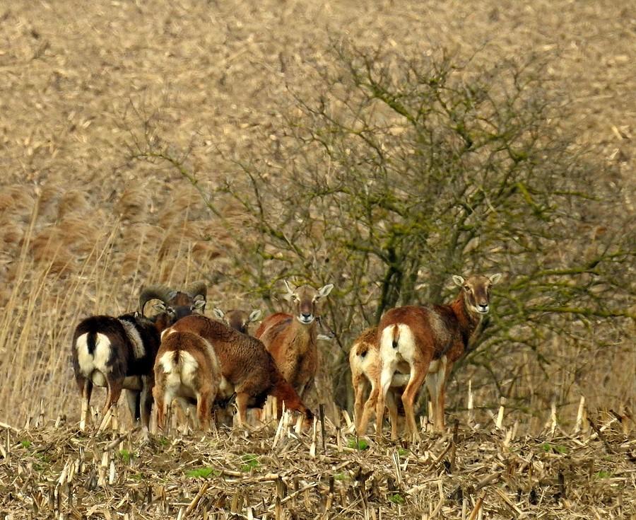 Muflony schowane pod krzaczkiem