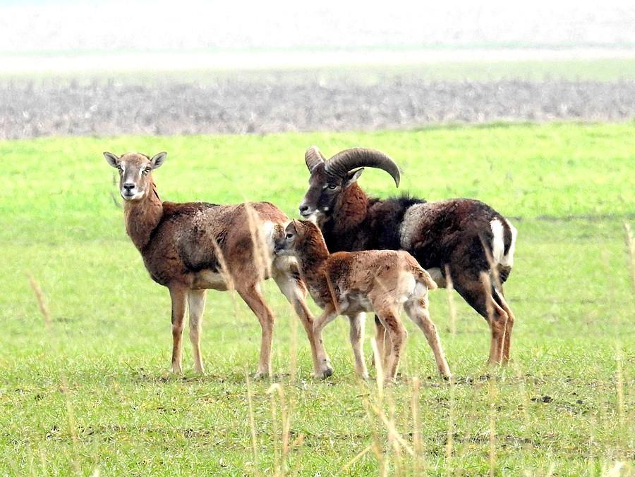 Zaniepokojone muflony