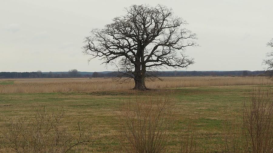 Łąki nad Notecią