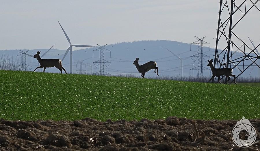 sarenki popylają pod elektrowniami
