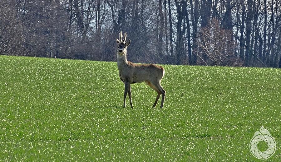 gapiciel na łące