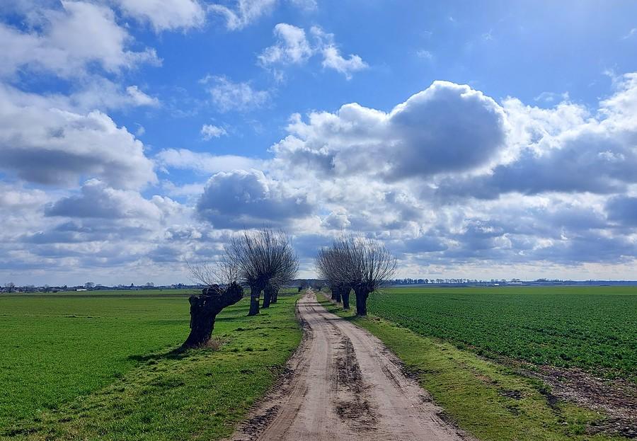 Wierzbowa droga w słońcu