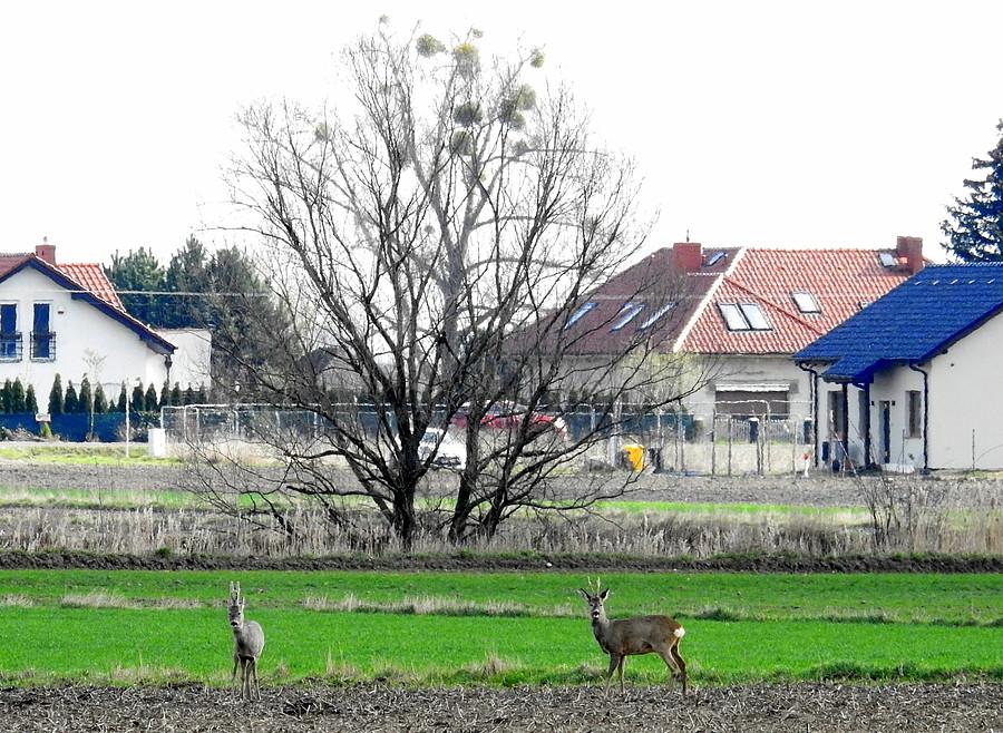 Współczesna wieś i odwieczne sarenki
