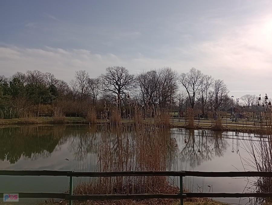 Staw w Borzęcinie