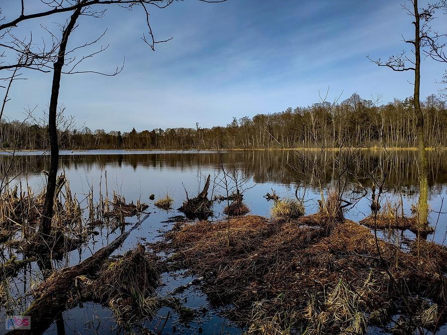 Południowy brzeg jeziora Torfy