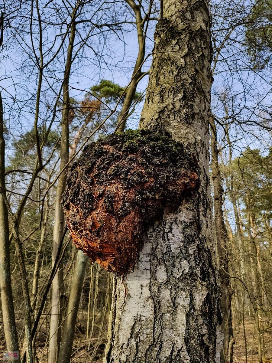 Bulwa błyskoporka